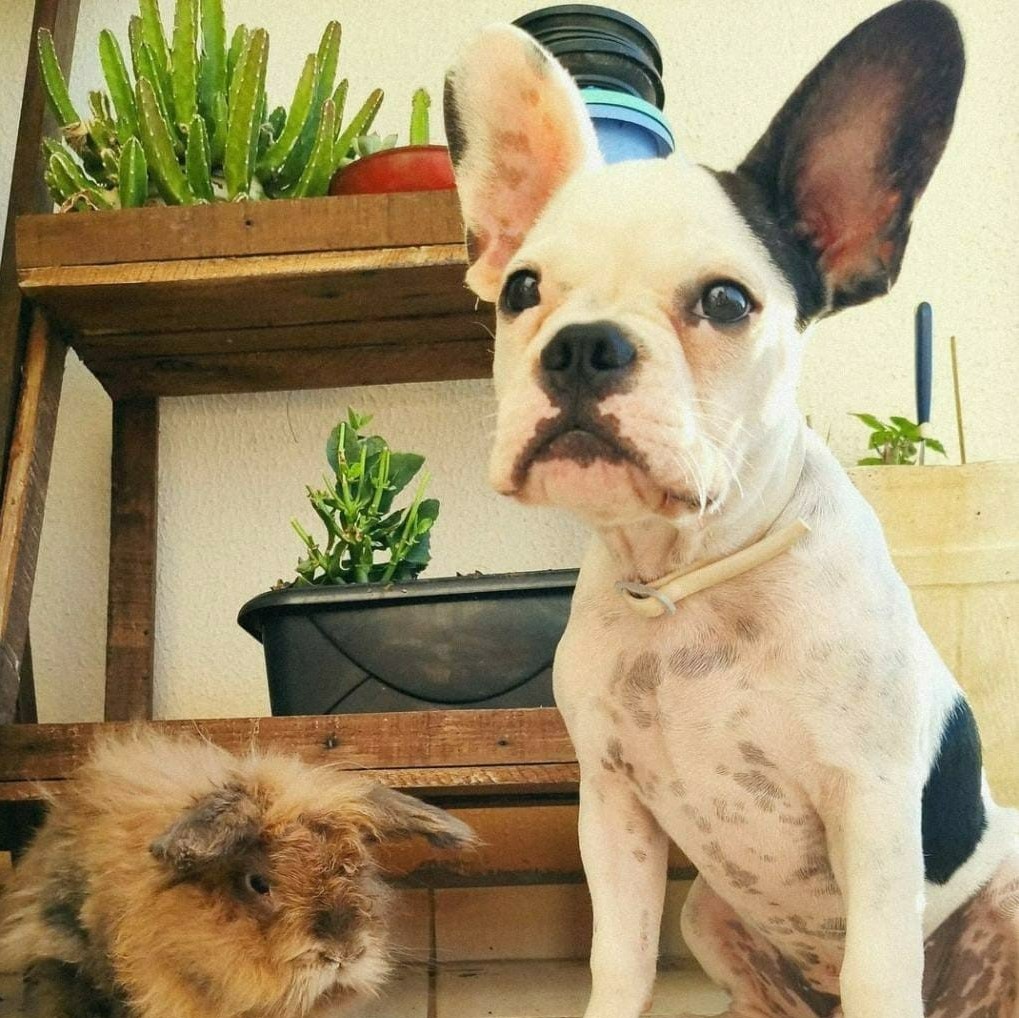 Creche para o Tobias e Gaia durante a lua de mel